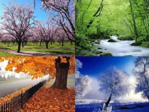 فصل مناسب عمل بینی